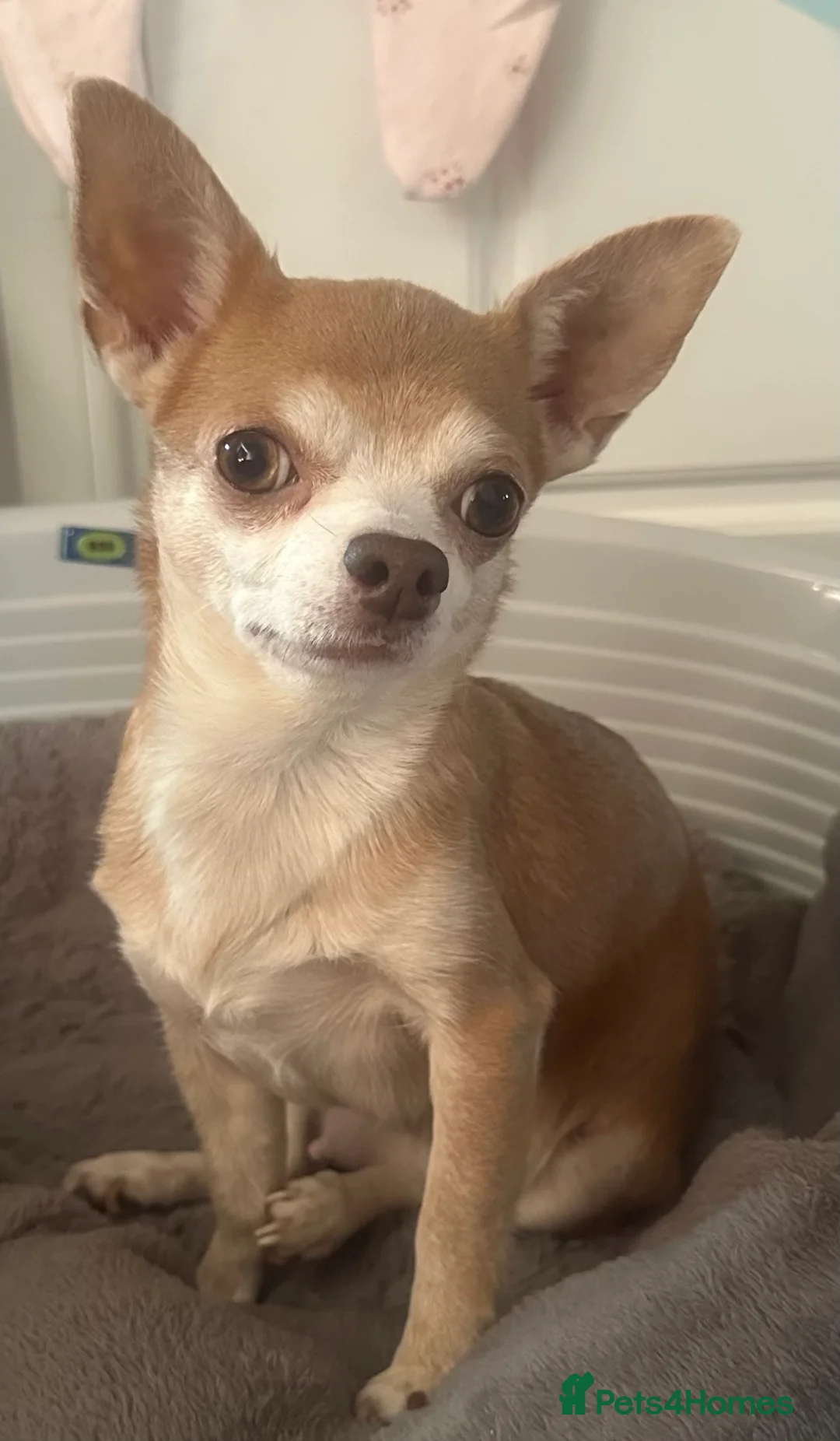 Chihuahua dogs for sale: Beautiful Female Chihuahua Puppy - Advert 6