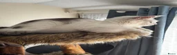 Maine Coon cats for sale: 🐾 Maine Coon Girl Looking for Her Forever Home🐾  - Advert 4