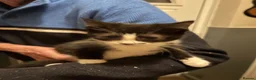 Mixed Breed cats for sale: 2 beautiful kittens for sale  - Advert 4
