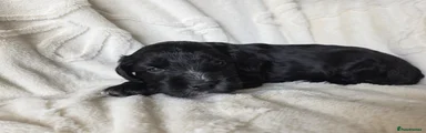 Mixed Breed Puppy 7