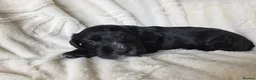 Mixed Breed dogs for sale: Bordoodle X Springer Spaniel puppies  - Advert 2