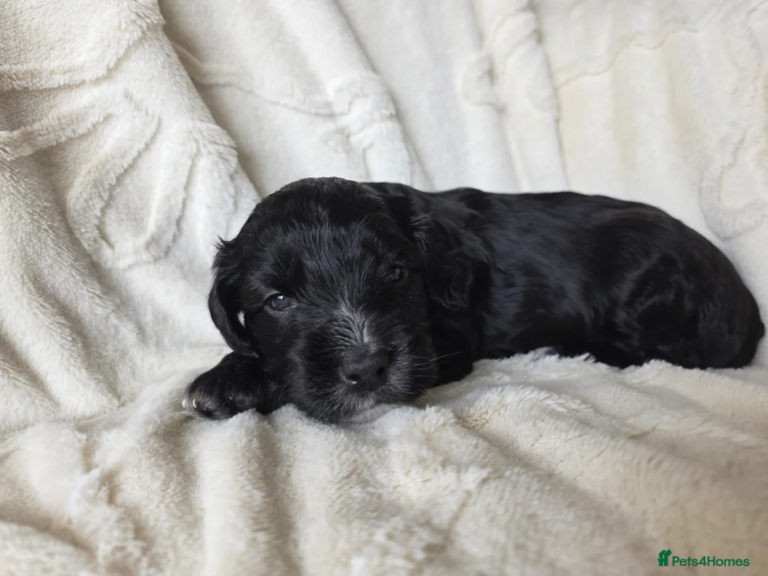 Mixed Breed dogs for sale: Bordoodle X Springer Spaniel puppies  - Advert 2