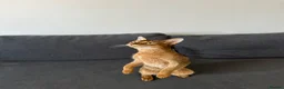 Abyssinian cats for sale: Queen 1 year and half old in London - Advert 5