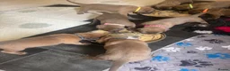 Cane Corso dogs for sale: Stunning Cane Corso puppies - only litter from mum - Advert 15
