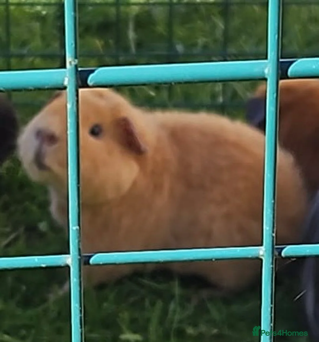 Guinea Pig rodents for sale: Boar Teddy Guinea pig  - Advert 3
