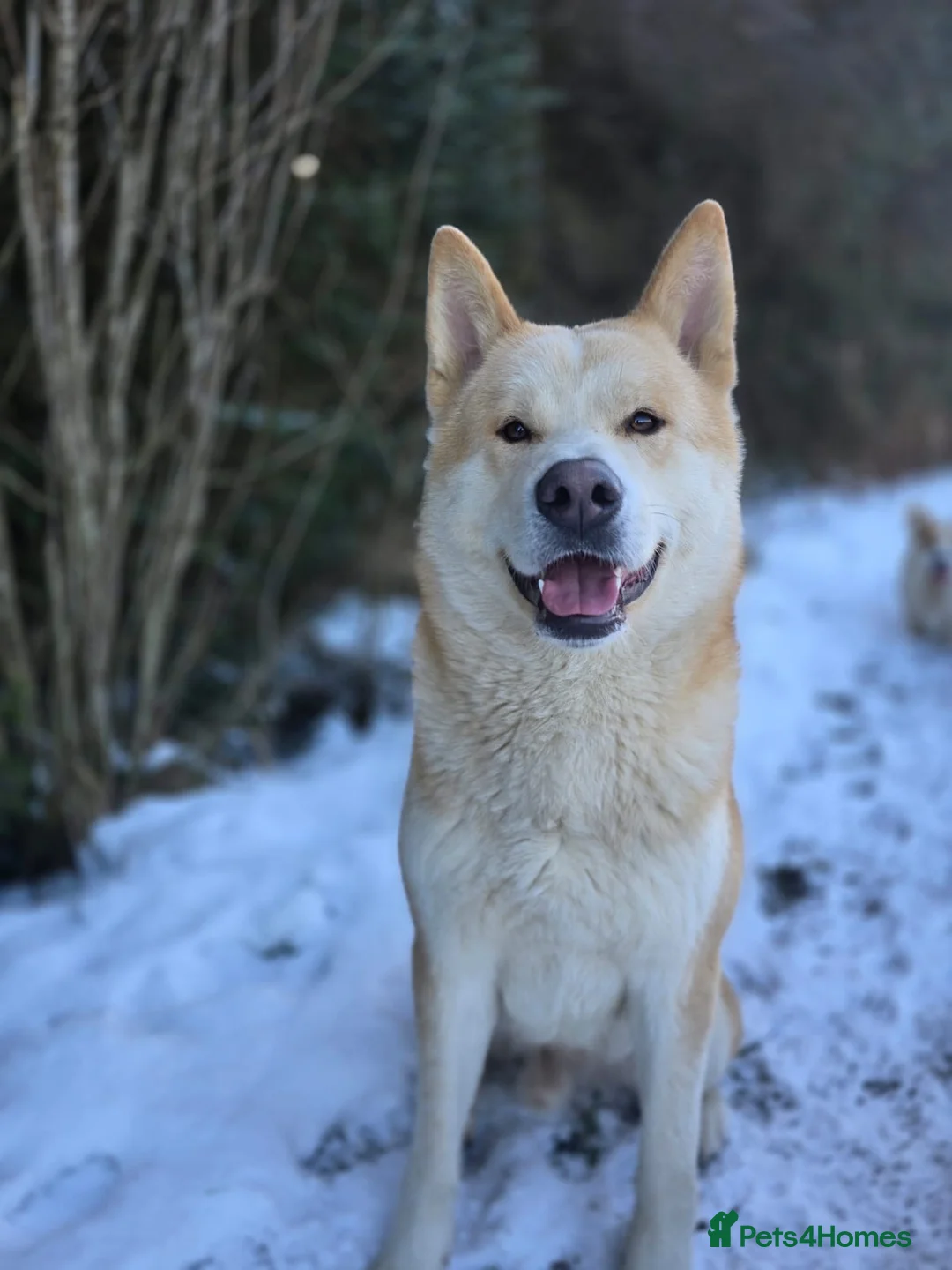 Huskita dogs for sale: Handsome Male Huskita Seeking Loving New Home in Llanfyllin - Advert 2
