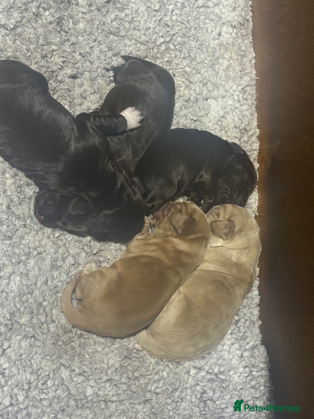 Cocker Spaniel dogs for sale: 🐾 Beautiful Cocker Spaniel Puppies Available 🐾 - Advert 4