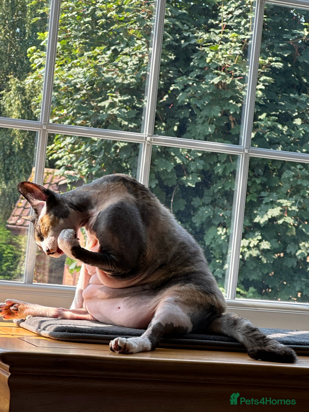 Sphynx cats for sale: Fuzzy Female Sphynx  - Advert 9