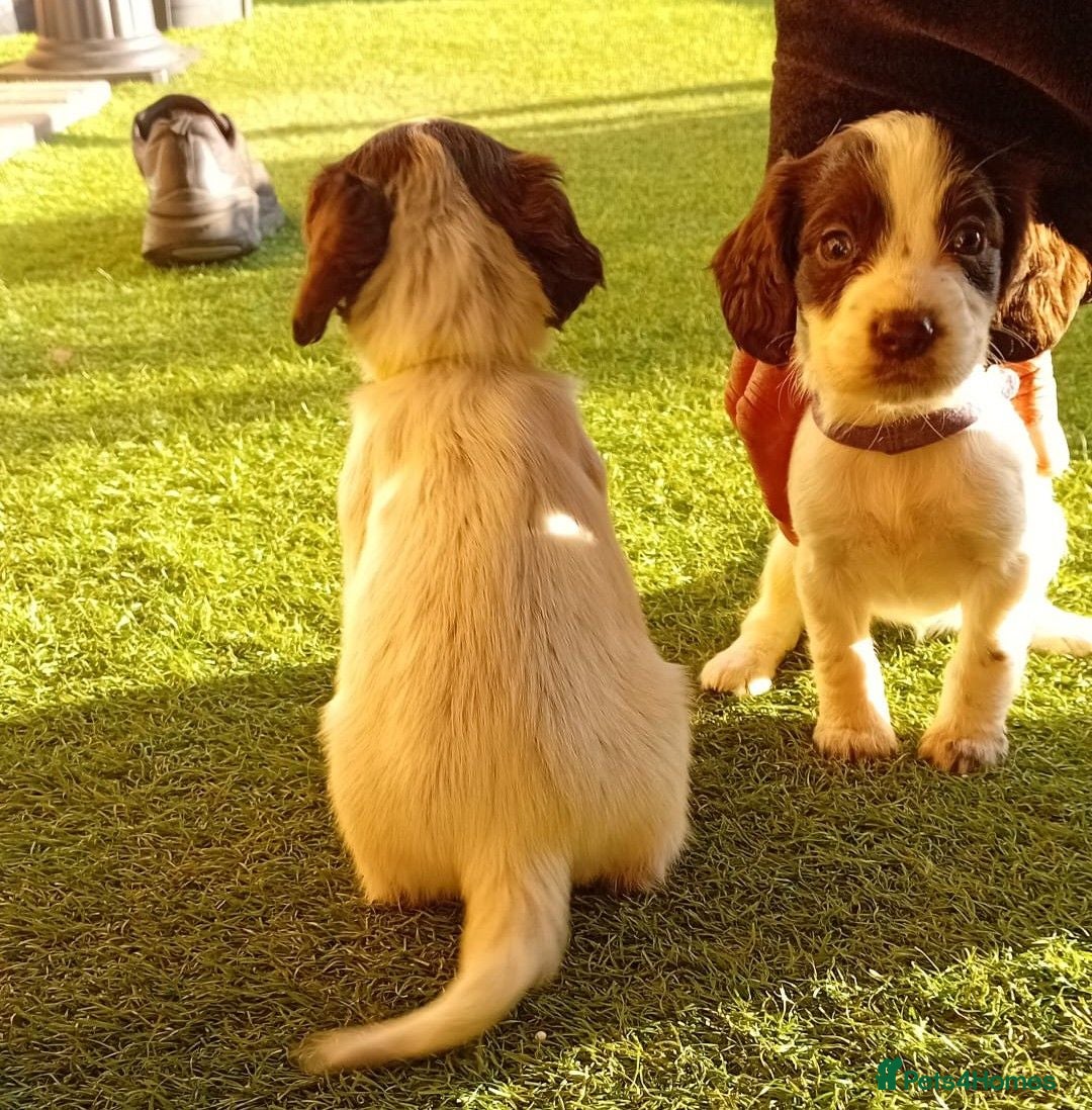 Cocker Spaniel dogs Adorable cocker spaniels for sale  - Advert 2