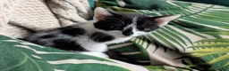 Mixed Breed cats for sale: Beautiful kittens for sale  - Advert 12