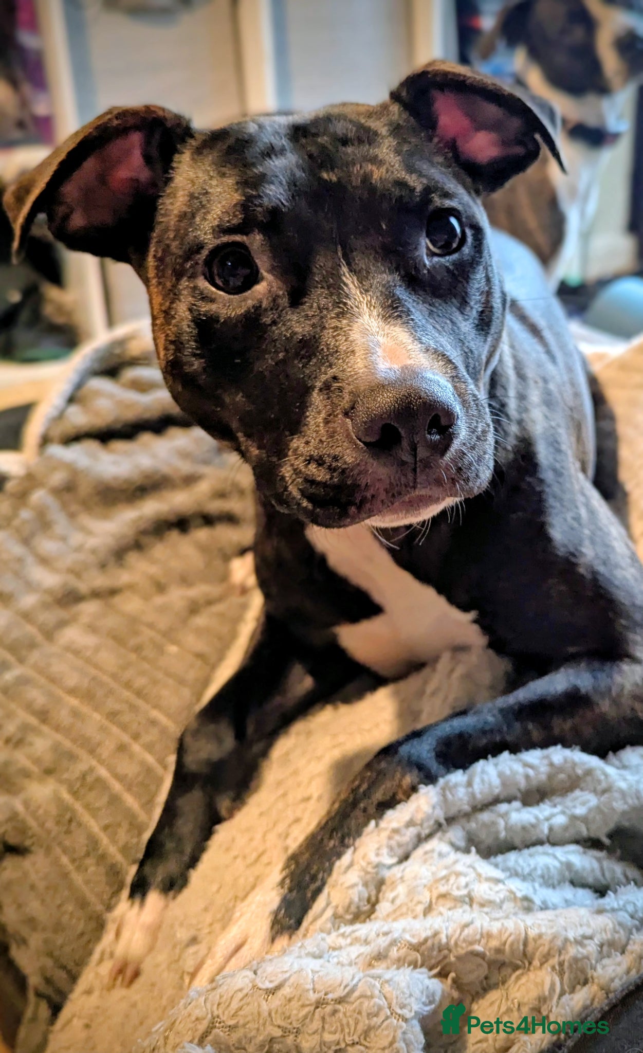 Mixed Breed dogs 19 month old mixed breed - Ripley - Advert 2