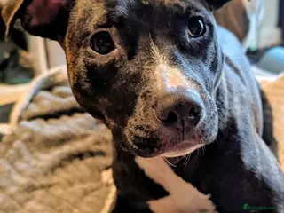 Mixed Breed dogs 19 month old mixed breed - Ripley - Advert 2