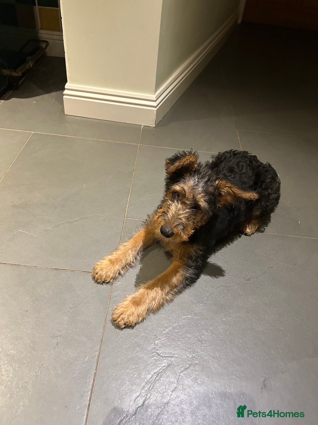Airedale Terrier dogs for sale: Beautiful Airedale boy looking for his new home  - Advert 10