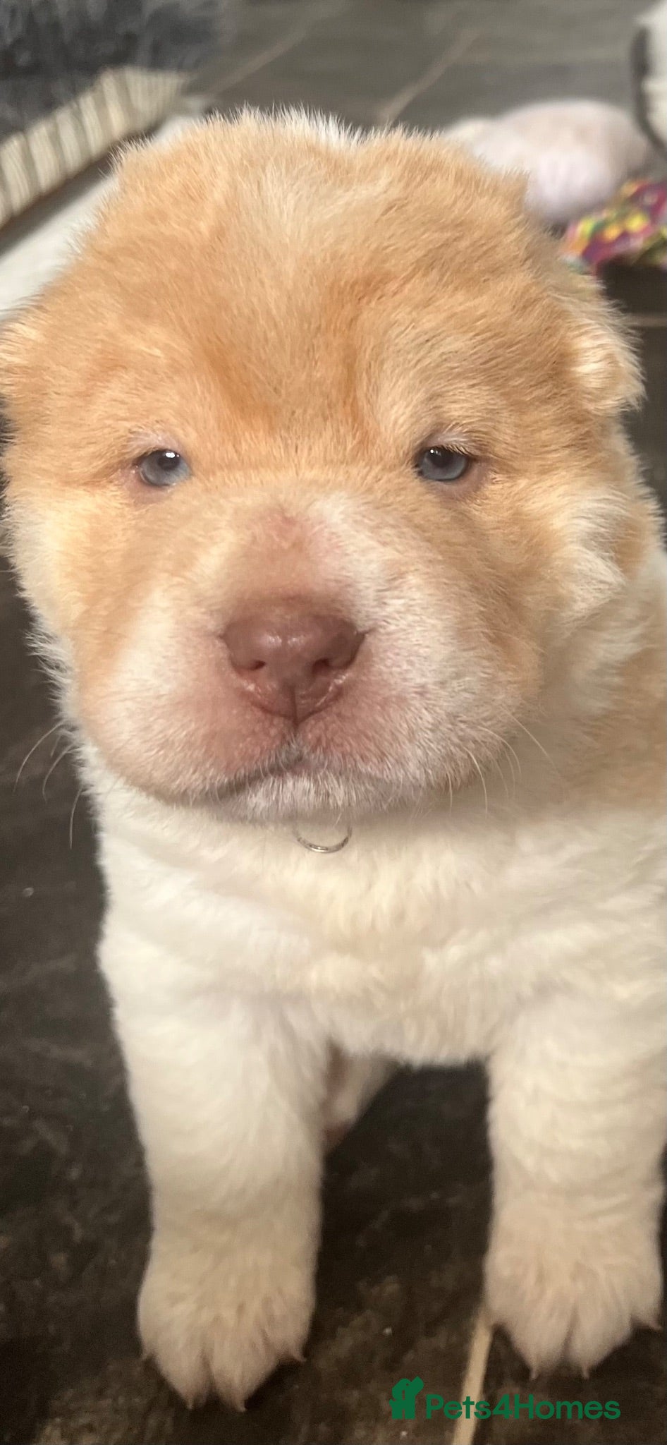 Shar Pei dogs Beautiful flower bears kc  - Advert 1