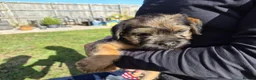 Border Terrier dogs for sale: SLEM CLEAR and KC REGISTERED  - Advert 7