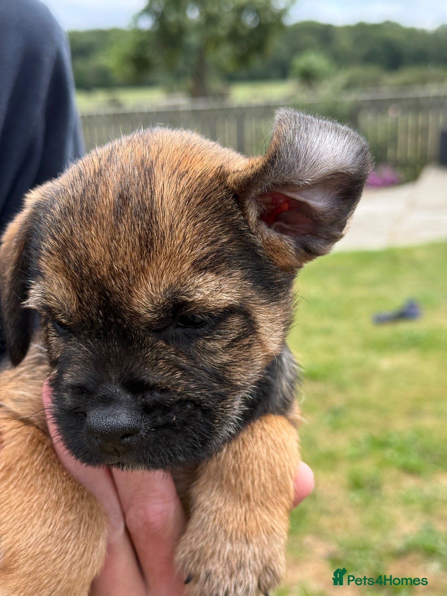 Border Terrier dogs 🧡 3 Girls💕Fantastic KC Border Terriers 🧡 - Advert 2