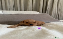 Australian Labradoodle dogs for sale: 🌟 Australian Labradoodle Puppies 🌟 - Image 7