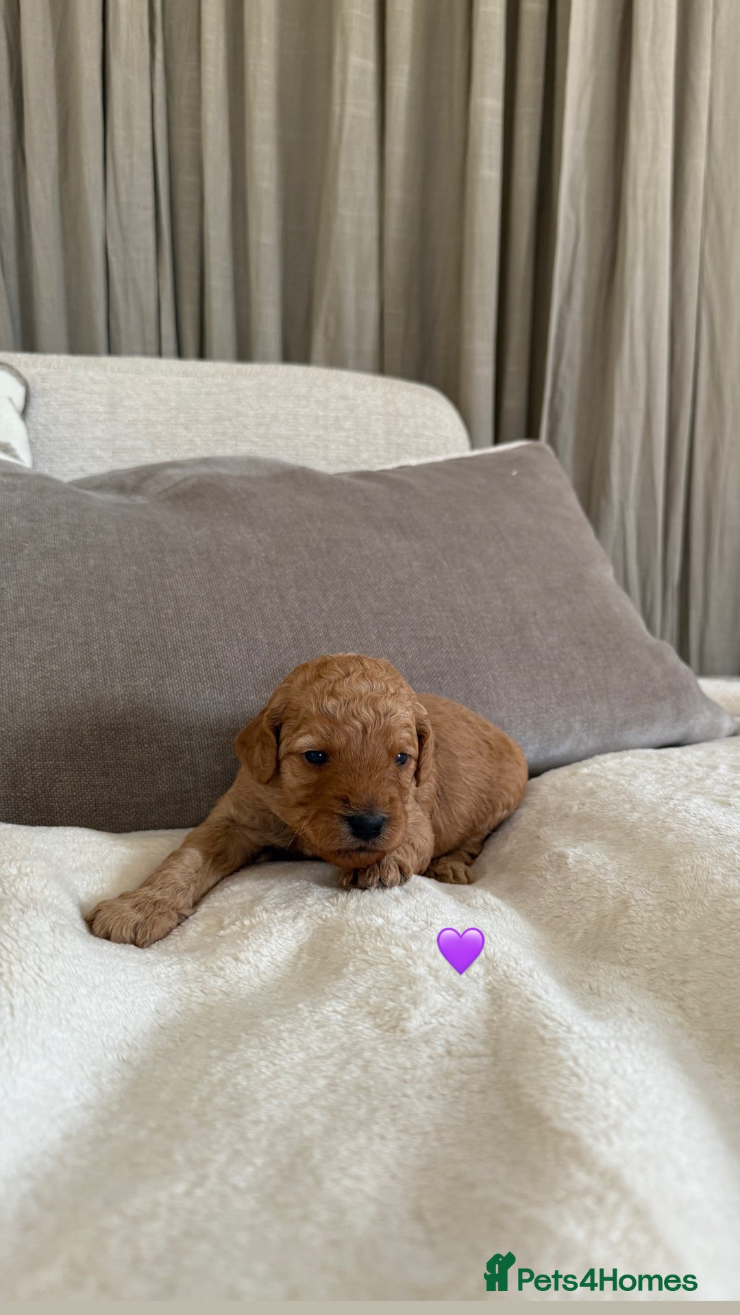 Australian Labradoodle dogs for sale: 🌟 Australian Labradoodle Puppies 🌟 - Image 7