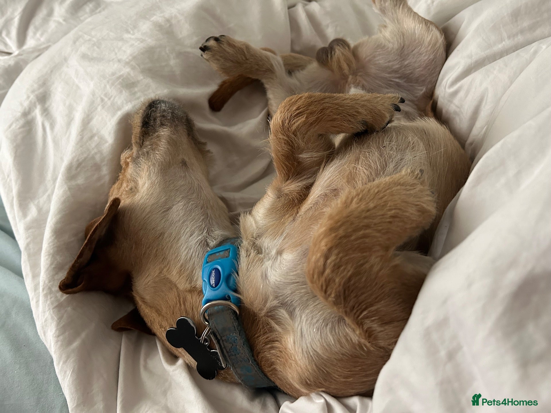Chiweenie dogs Milo 4 years old  - Advert 13