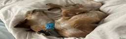 Chiweenie dogs for sale: Milo 4 years old  in Shefford - Advert 1