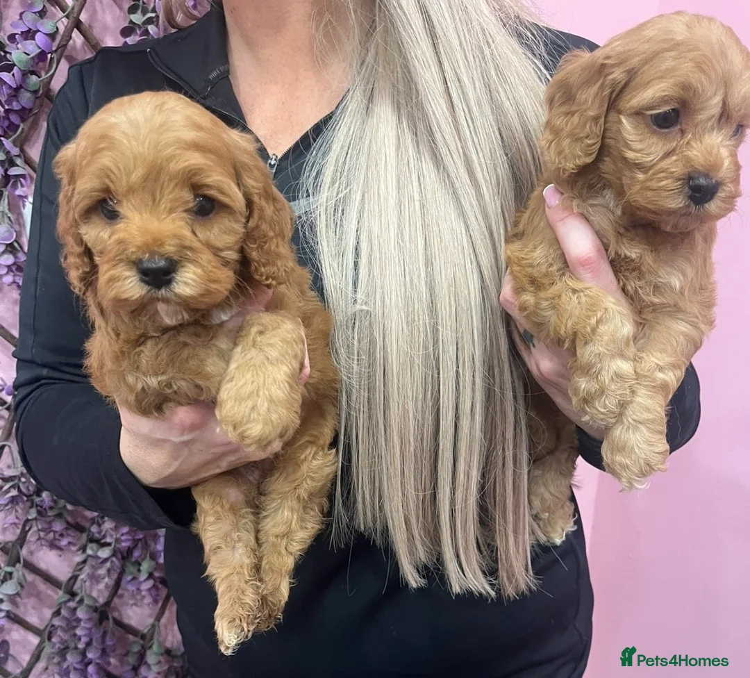 Cavapoo dogs for sale: Cavapoos f1 boys and girls  - Advert 1