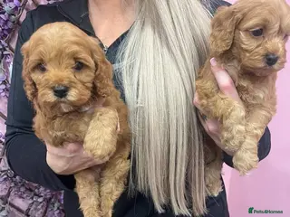 Cavapoo dogs Cavapoos f1 boys and girls - Advert 7