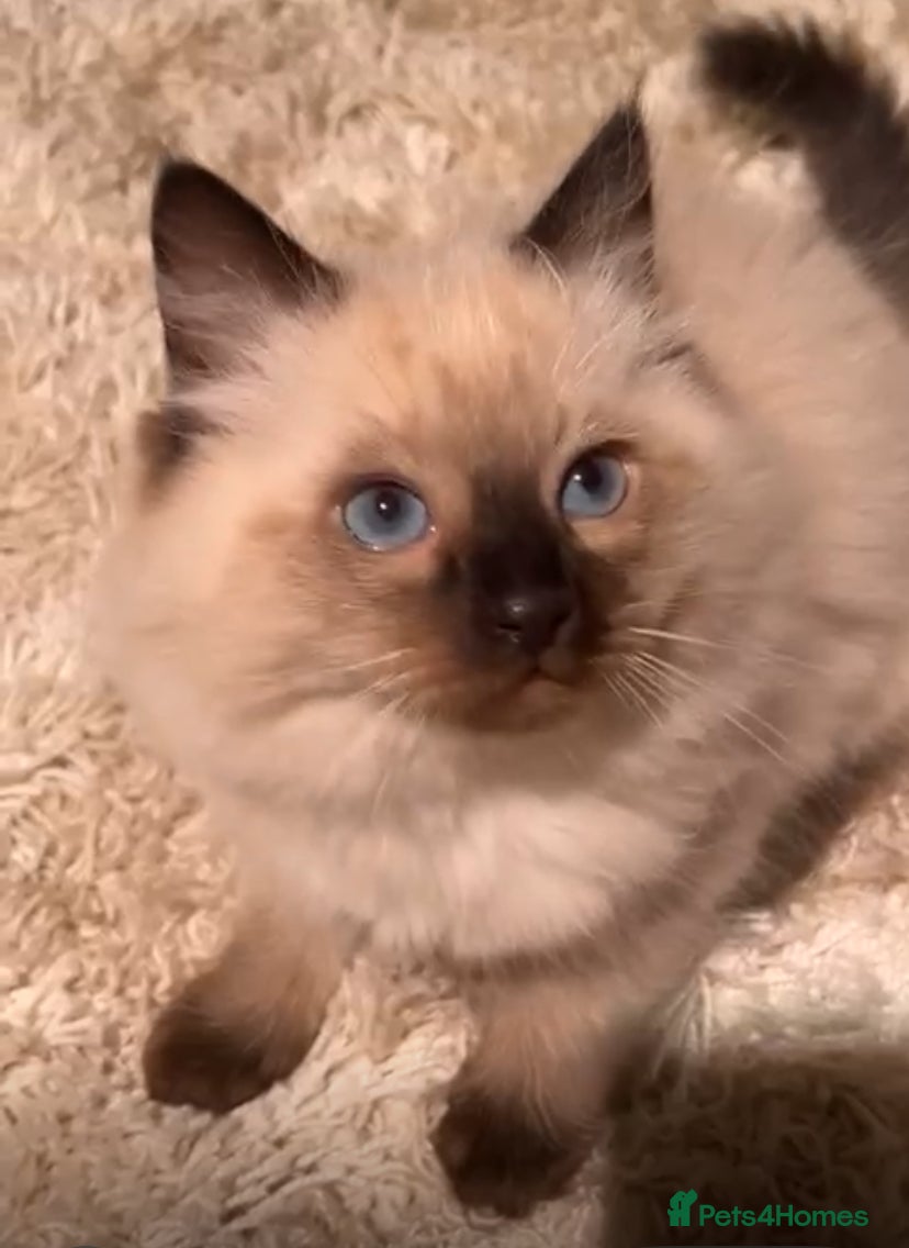 Ragdoll cats Stunning Ragdolls kittens - Advert 12