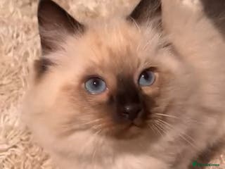 Ragdoll cats Stunning Ragdolls kittens - Advert 12