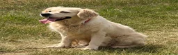 Golden Retriever dogs for sale: 3 Year old female for sale - Advert 3