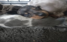 Miniature Dachshund dogs for sale: Miniature dachshund puppies - Image 8