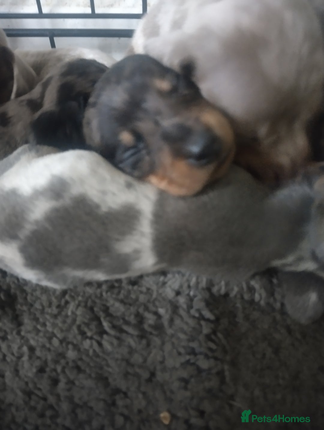 Miniature Dachshund dogs for sale: Miniature dachshund puppies - Image 8