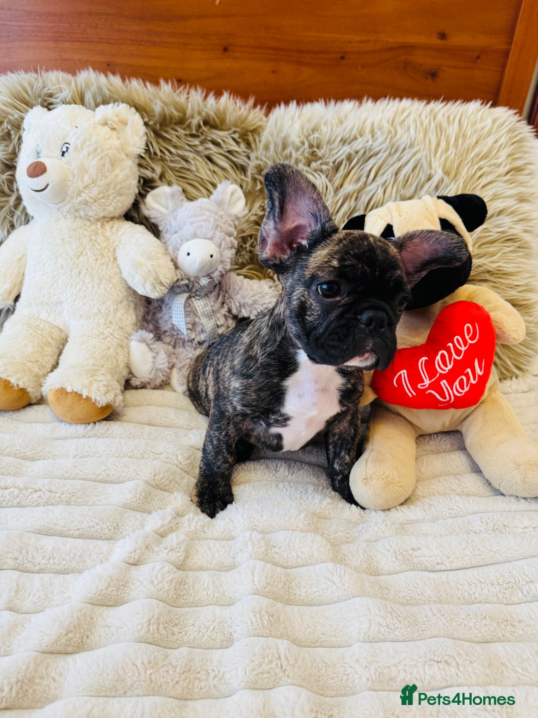 French Bulldog dogs for sale: 🏆KC registered, Standard French Bulldog Puppies🏆 - Image 20