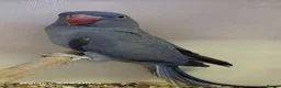 Ringnecks birds for sale: Violet Blue Indian Ringneck Hen for sale - Advert 2