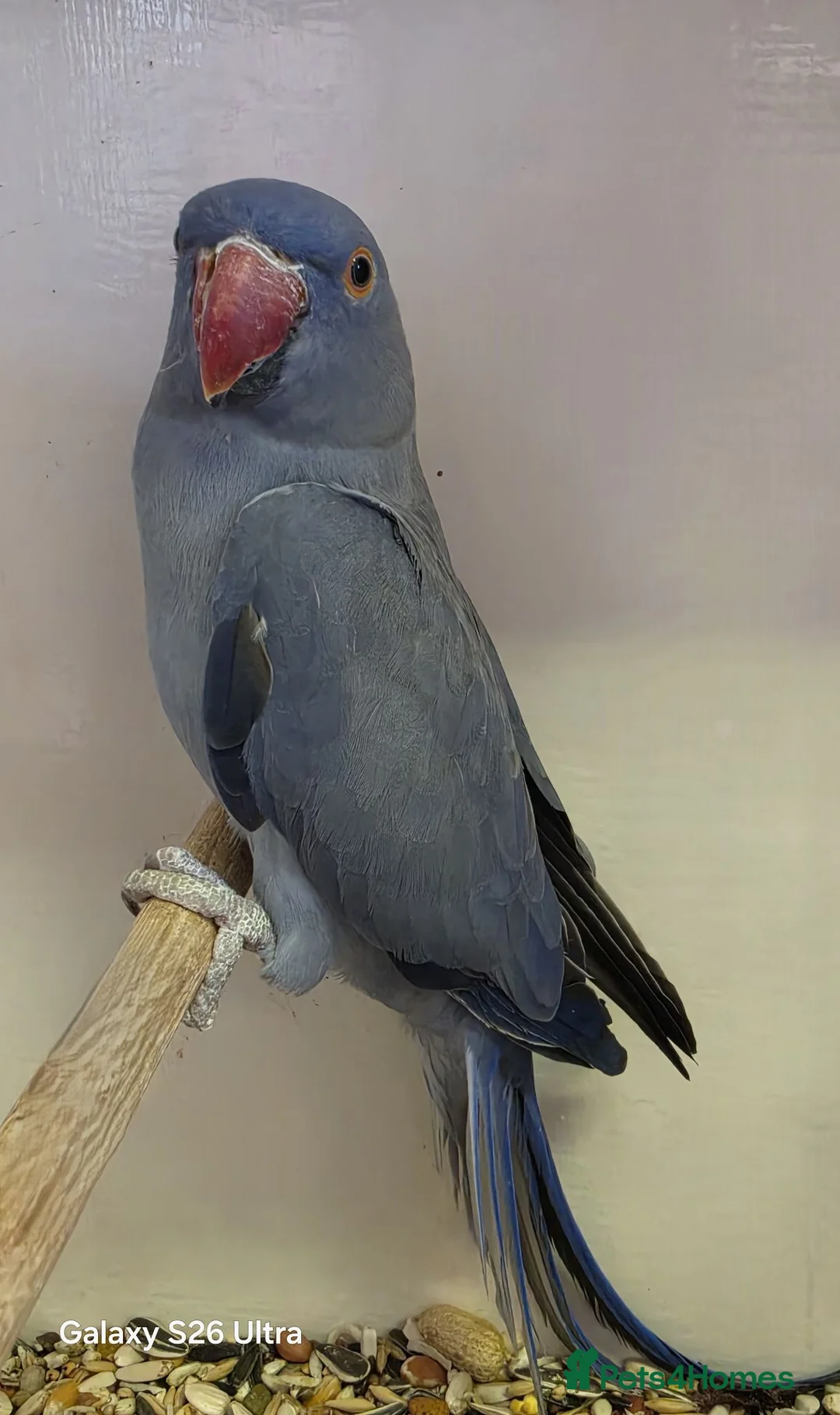 Ringnecks birds for sale: Violet Blue Indian Ringneck Hen for sale - Advert 2