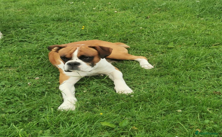 Boxer dogs - Advert 1