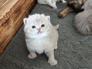 British Shorthair cats British Shorthair and Longhair GCCF registered - Advert 5