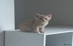 Domestic Shorthair cats for sale: 3 kittens(ginger,grey) ready to join their new hom - Image 8