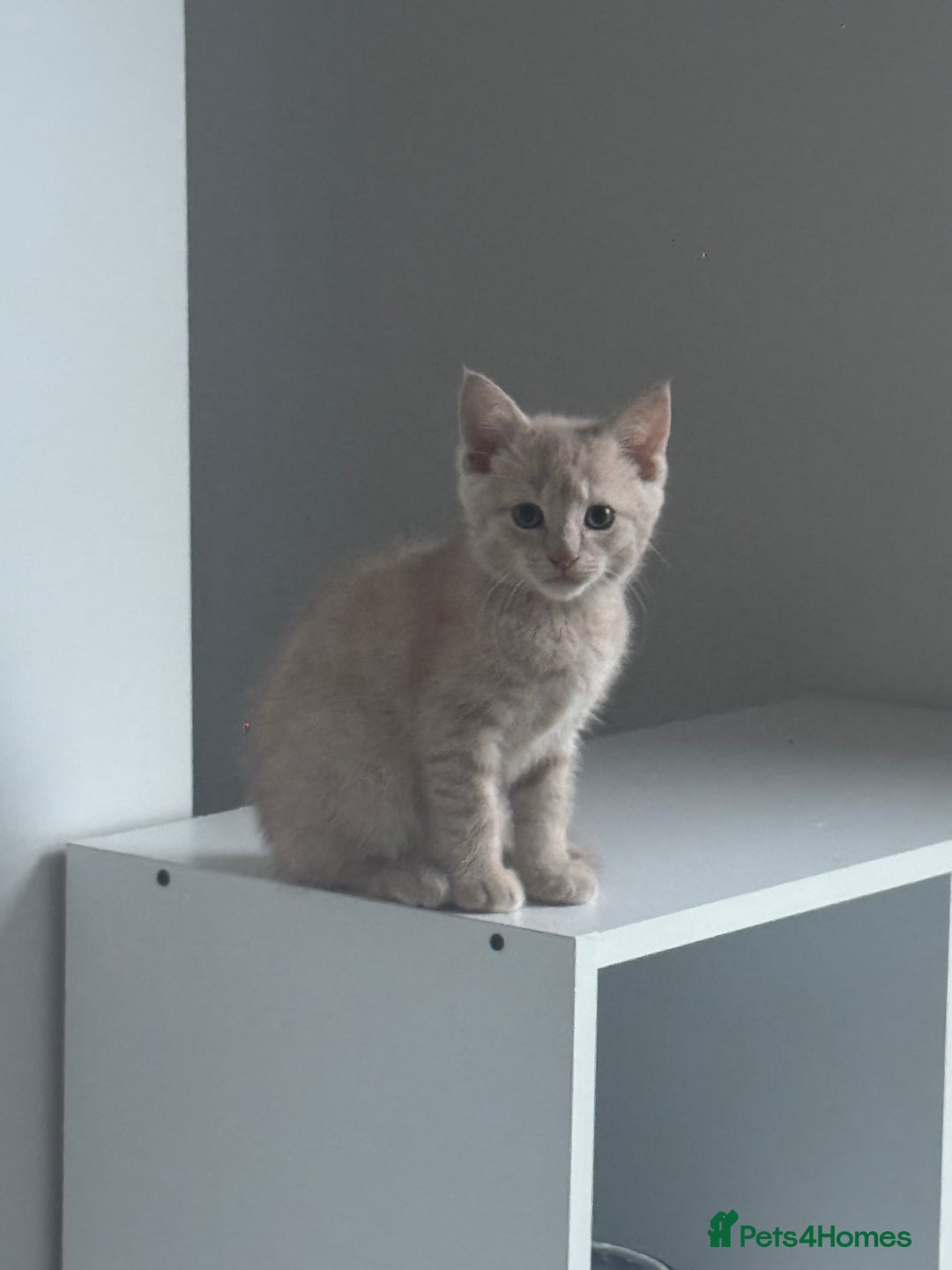 Domestic Shorthair cats for sale: 3 kittens(ginger,grey) ready to join their new hom - Image 8