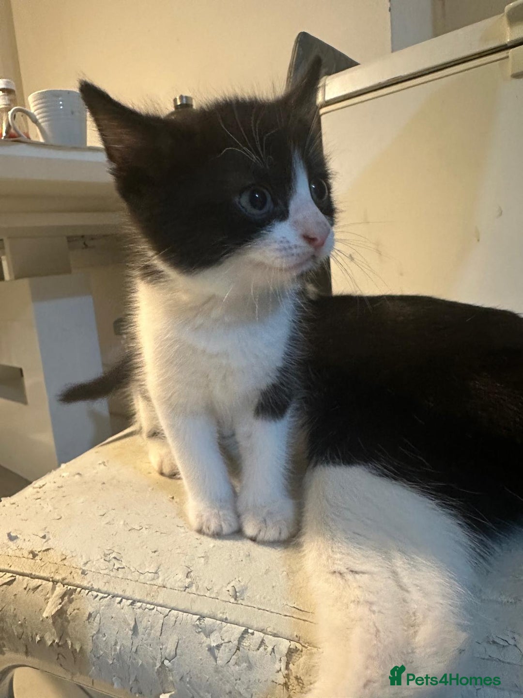 British Shorthair cats for sale: British Shorthair x Striped Tabby Kittens –2 Males - Image 23