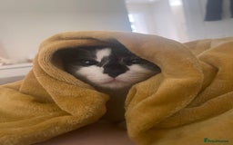 Mixed Breed cats for sale: Loving home needed for this sweet girl - Image 3