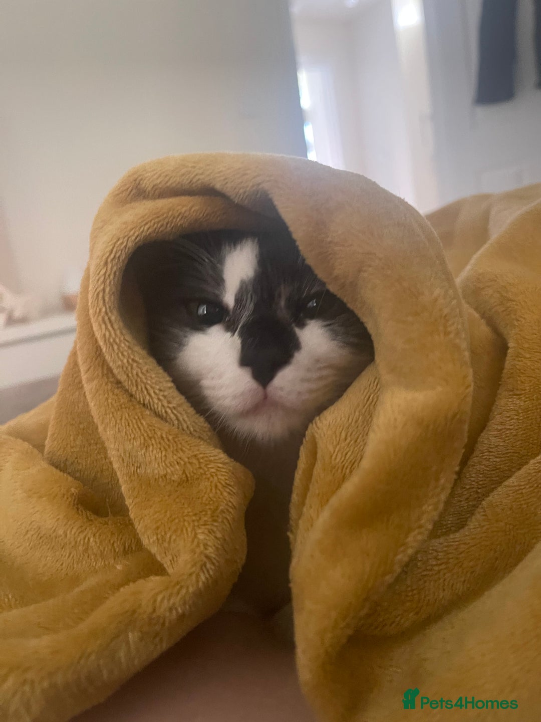 Mixed Breed cats for sale: Loving home needed for this sweet girl - Image 3