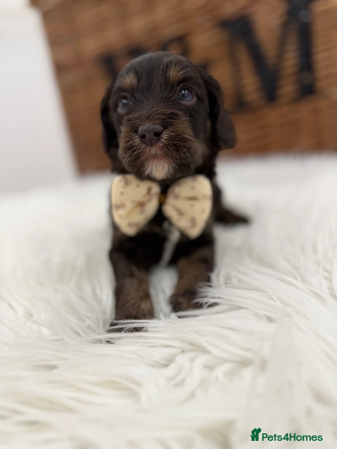 Cavapoo dogs for sale: F1 E ** tensively health tested cavapoos  - Advert 16