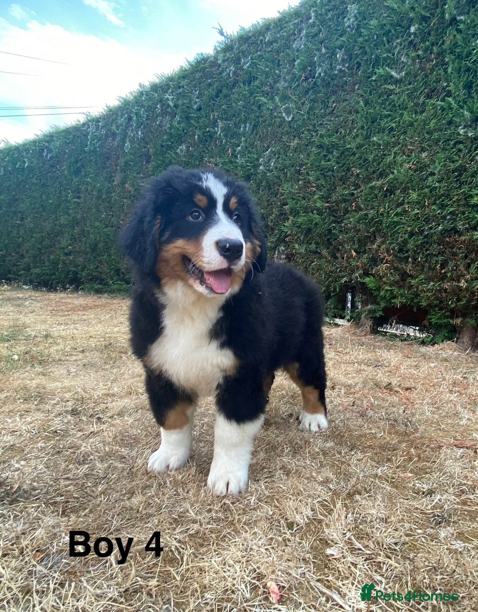 Bernese Mountain Dog dogs BEAUTIFUL BMD PUPPIES 🐶 2 BOYS LEFT !!! - Advert 3