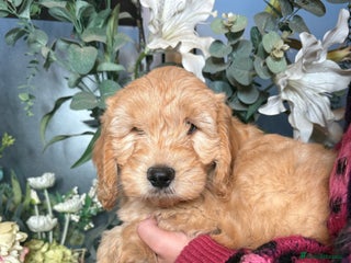 Mini Goldendoodle dogs - Advert 1