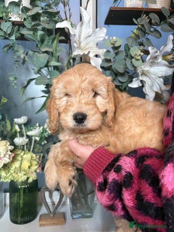 Mini Goldendoodle dogs - Advert 3