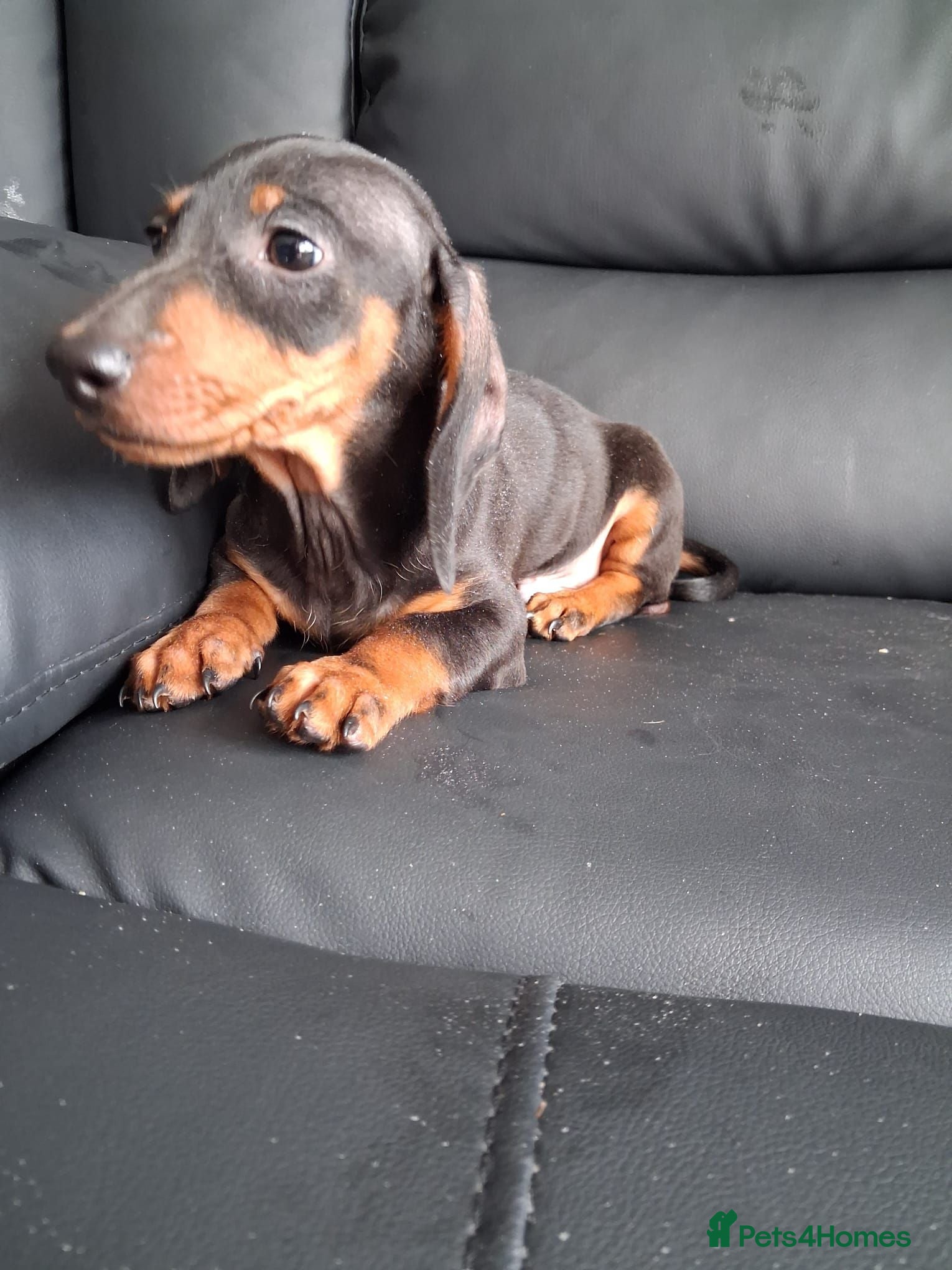 Miniature Dachshund dogs Miniature dachshund puppy boy ready now - Advert 2