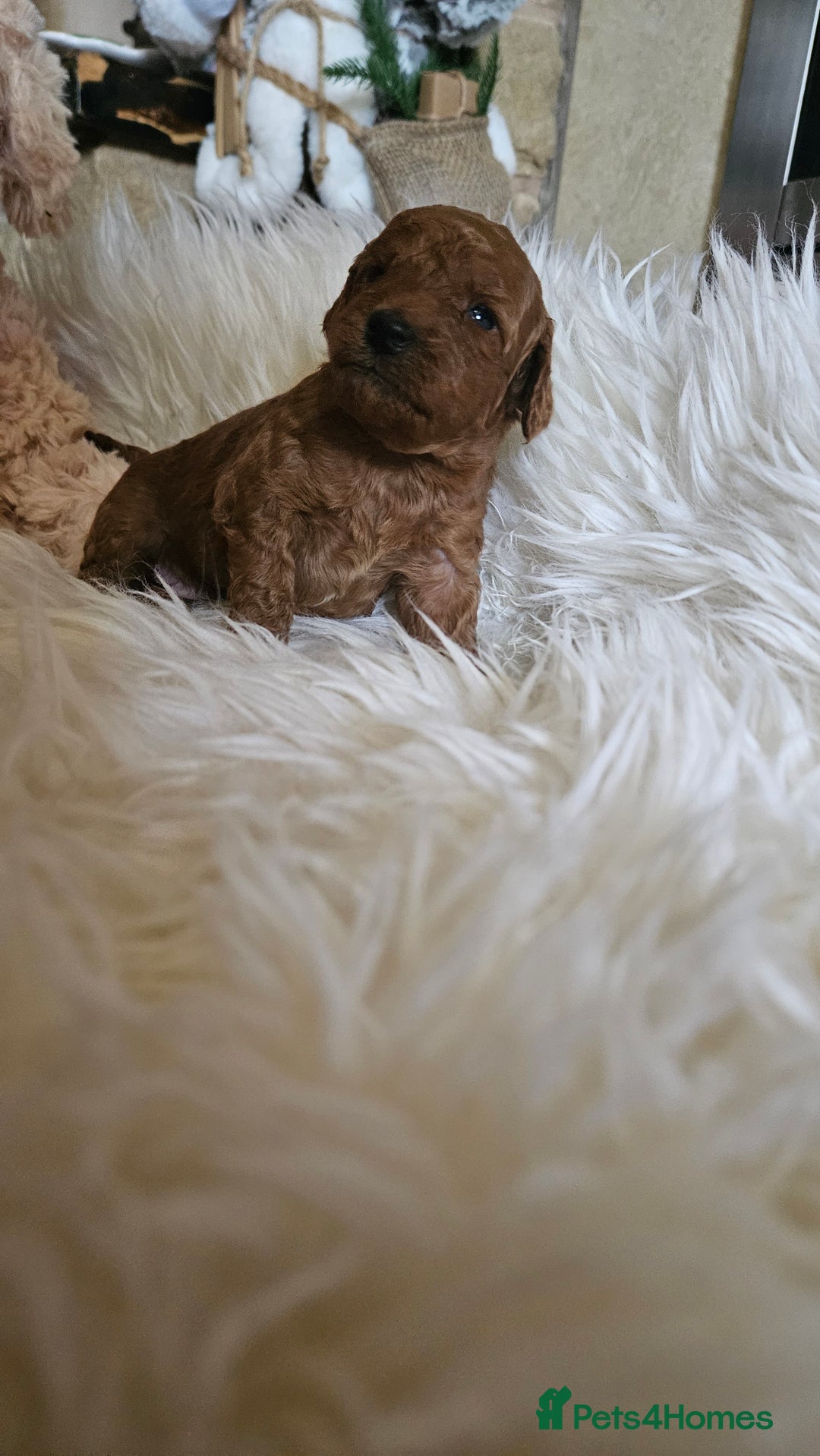 Miniature Poodle dogs for sale: Adorable miniature poodle puppies - Advert 9