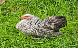 Chickens poultry for sale: Hybrids and bantams for sale - Image 10