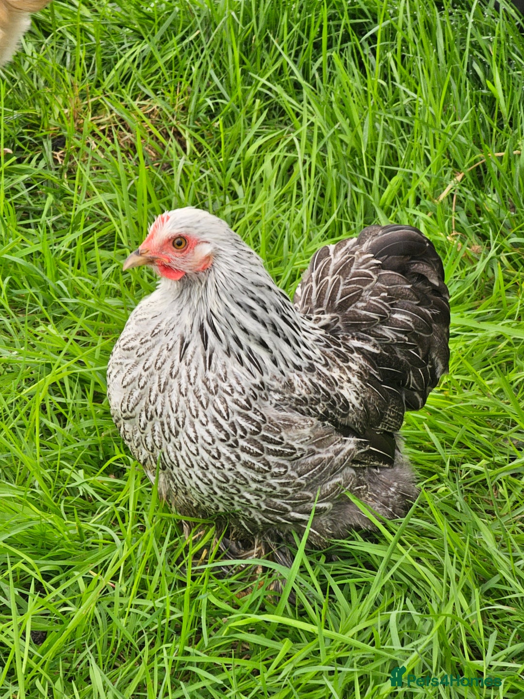 Chickens poultry for sale: Hybrids and bantams for sale - Image 10
