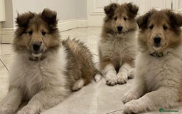 Rough Collie dogs for sale: STUNNING HEALTH CHECKED ROUGH COLLIES - Image 2